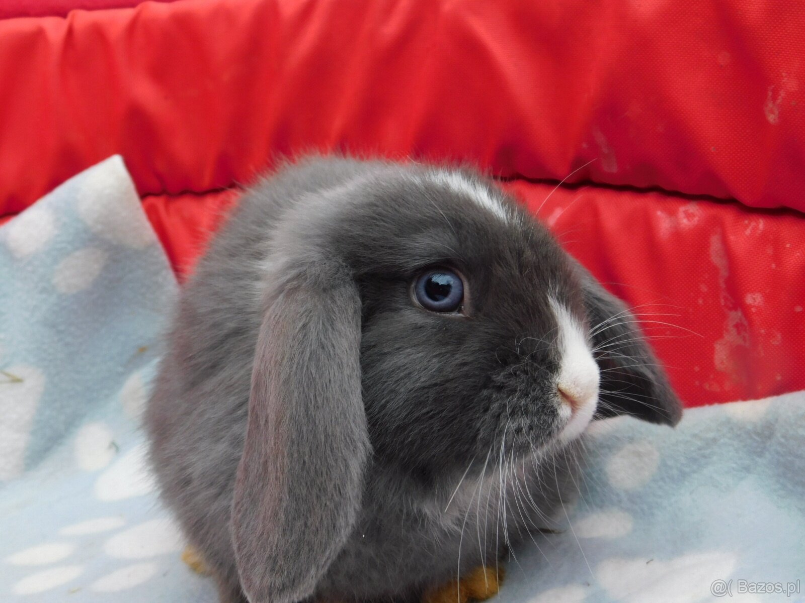Piękne baranki mini lop niebieskie - 4