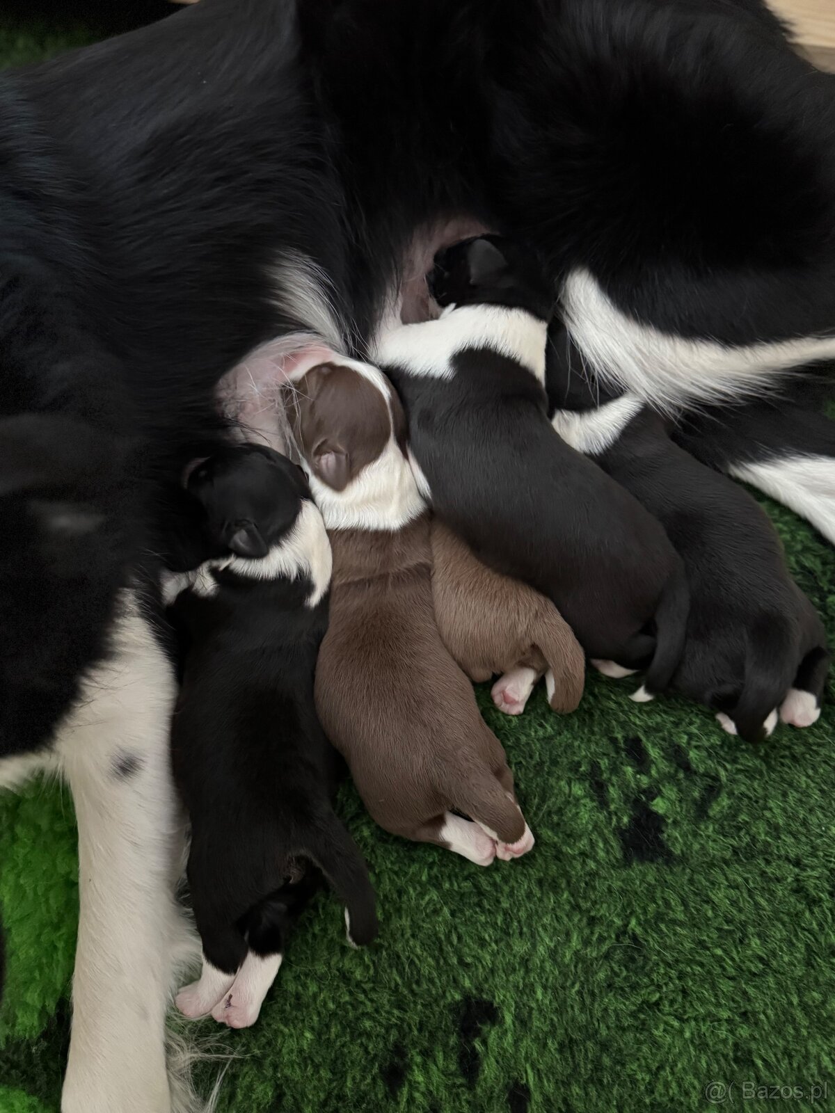 Border Collie z PP /FCI/ szczenięta - 4