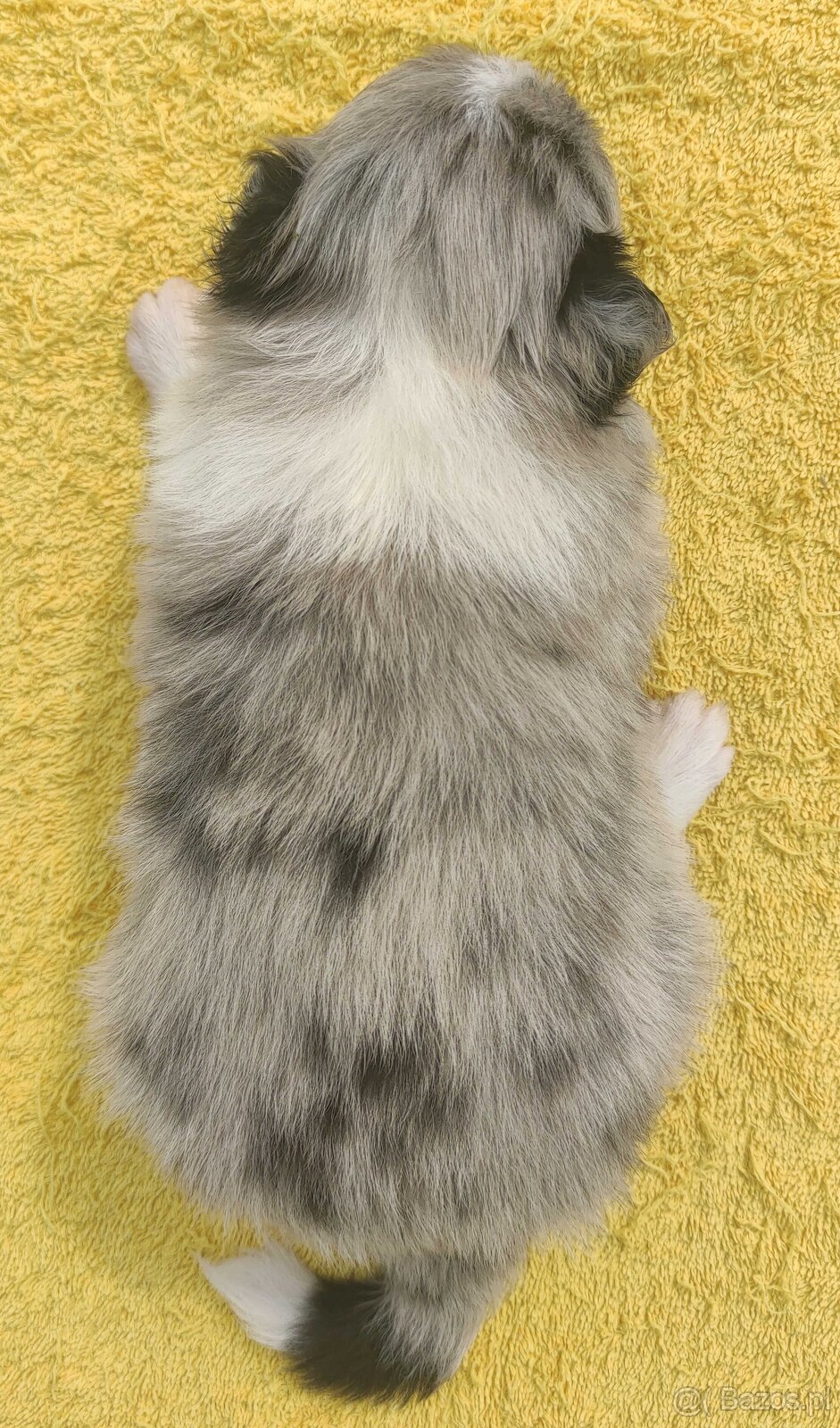 Wspaniała suczka blue-merle BORDER COLLIE - przebadani rodz, - 4