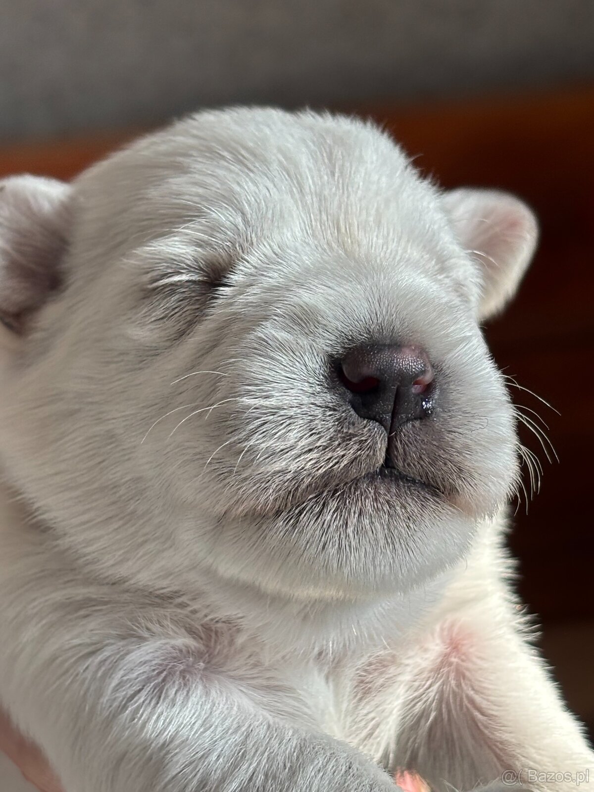 Sznaucer miniaturowy biały - 4