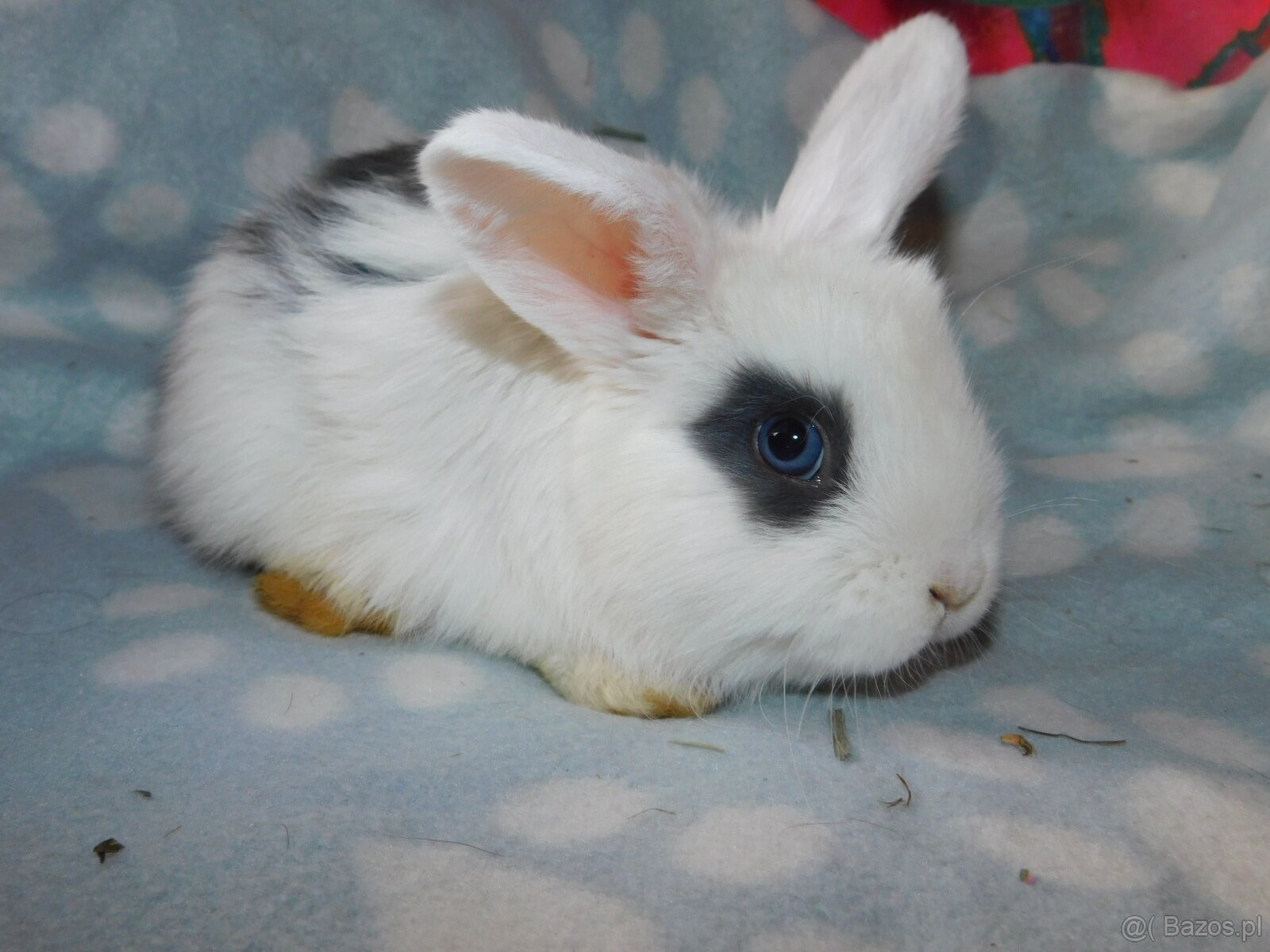 Niebieskie baranki mini lop samiczki - 4