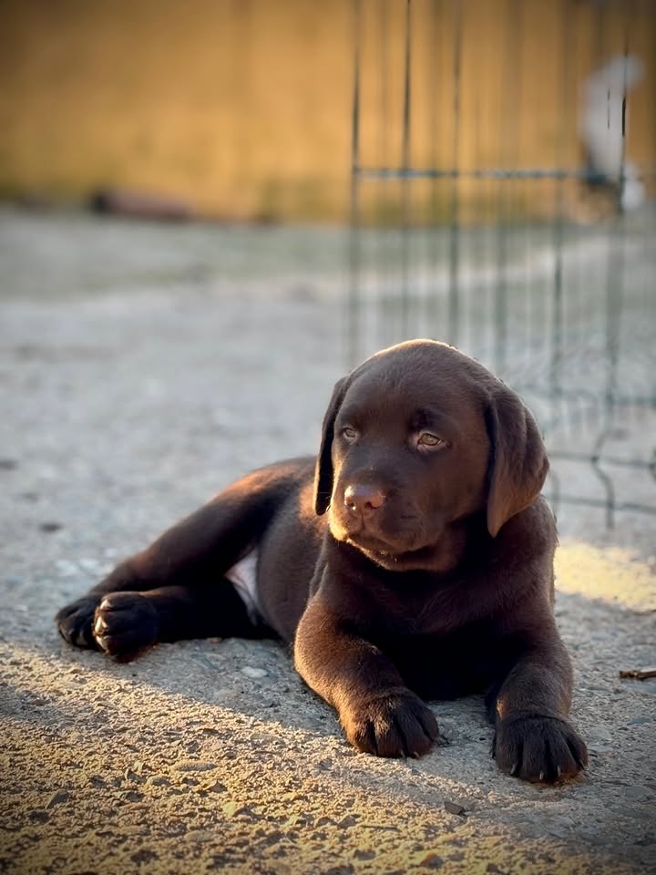 Labrador Retriever Welpen.+43 678 70413678.. - 4