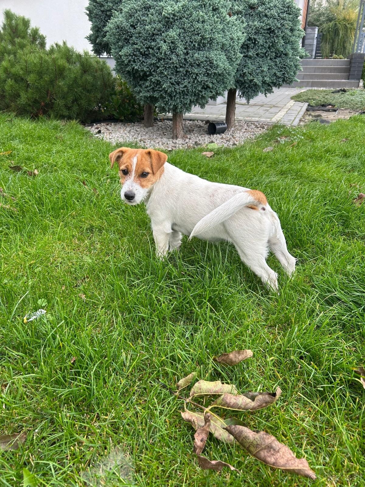 Suczka Jack Russell Terrier - 4