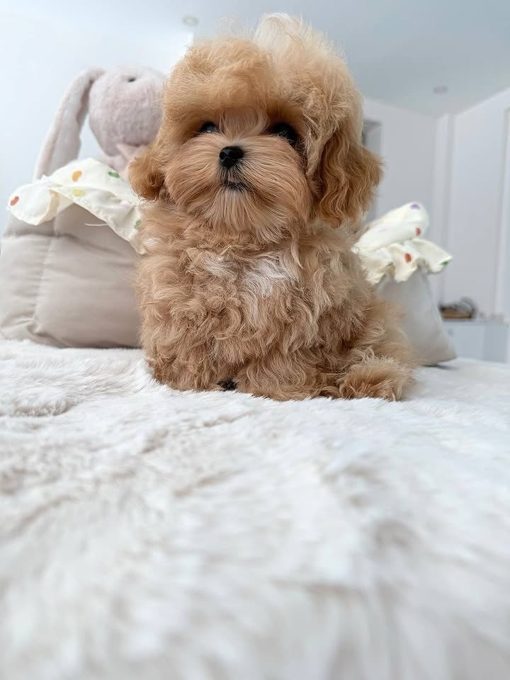 Maltipoo Welpen suchen ein Zuhause..+43 678 70413678 - 4