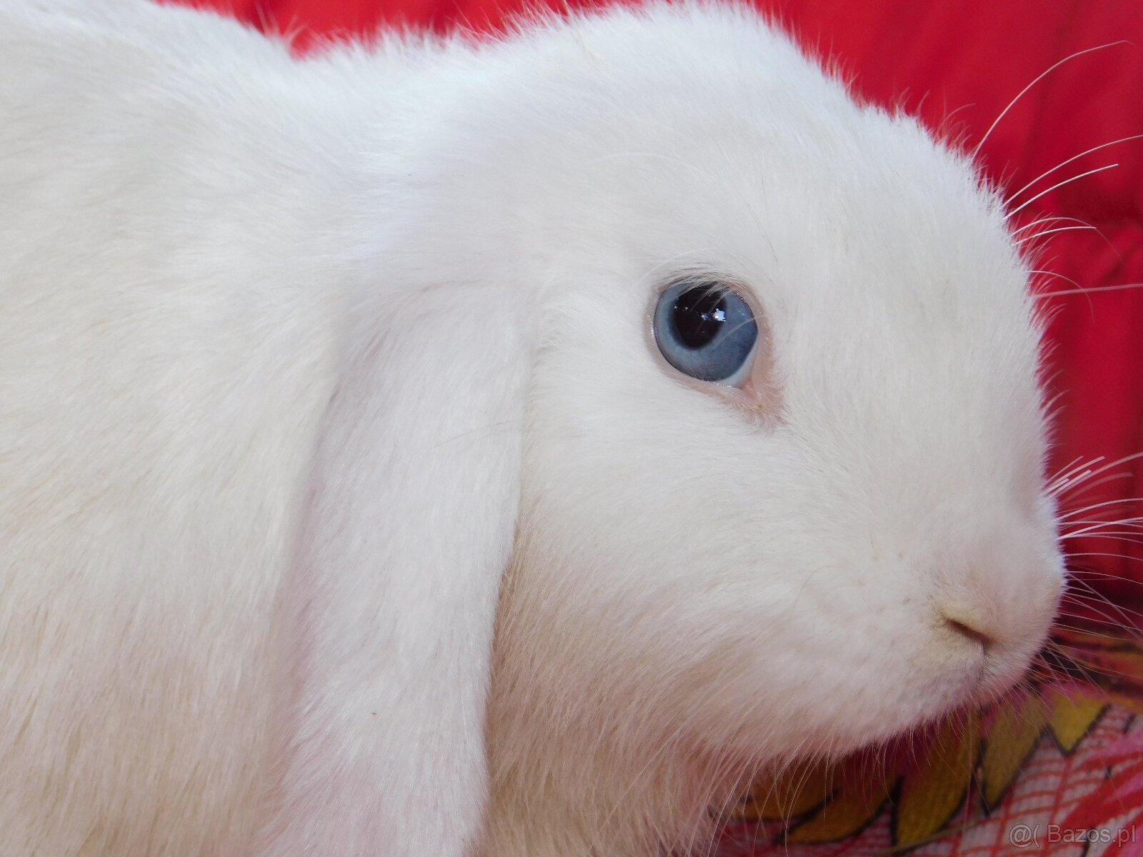 Baranki mini lop - 4