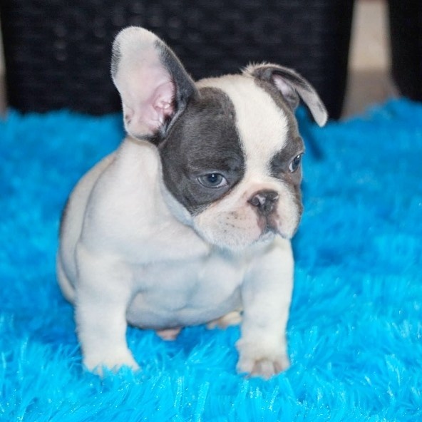 Französische Bulldogge Welpen..+43 678 70413678 - 4