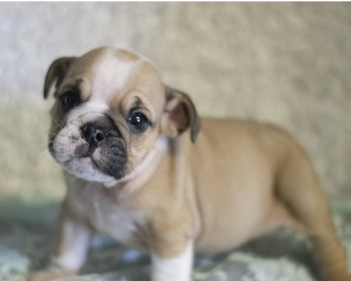 Englische Bulldoggenwelpen..+43 678 70413678. - 4