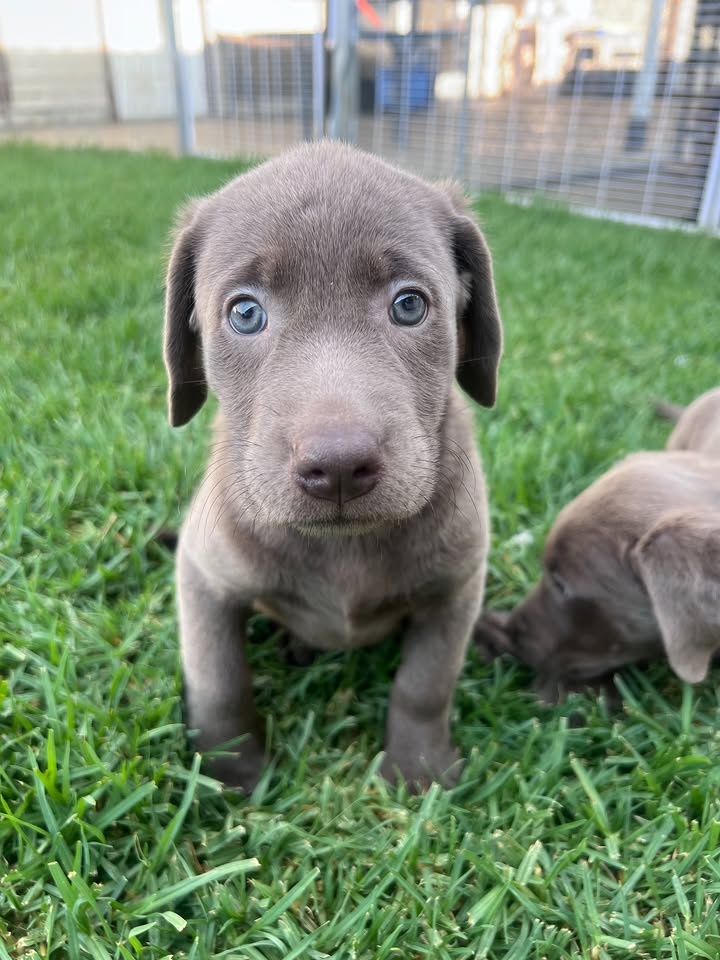Labrador Welpen.+43 678 70413678.. - 4