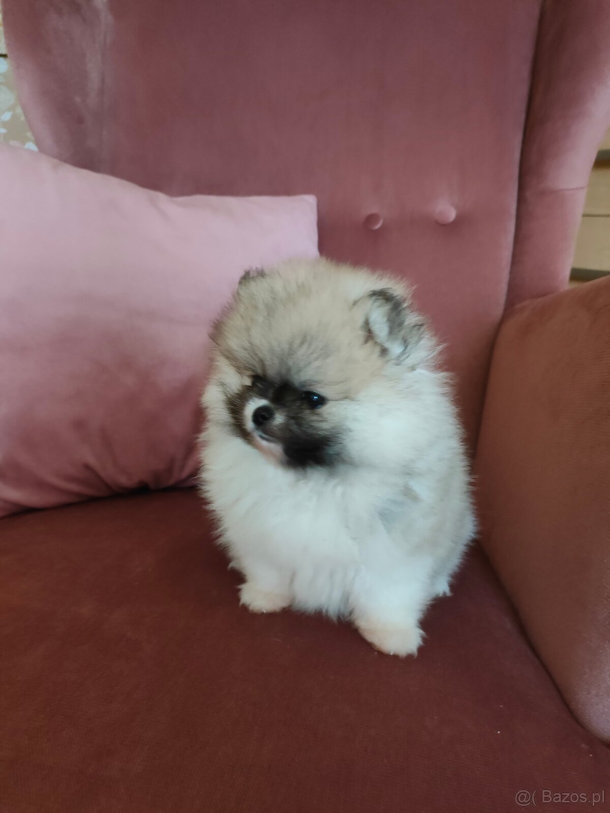 Szpic miniaturowy - pomeranian suczka mini - 4
