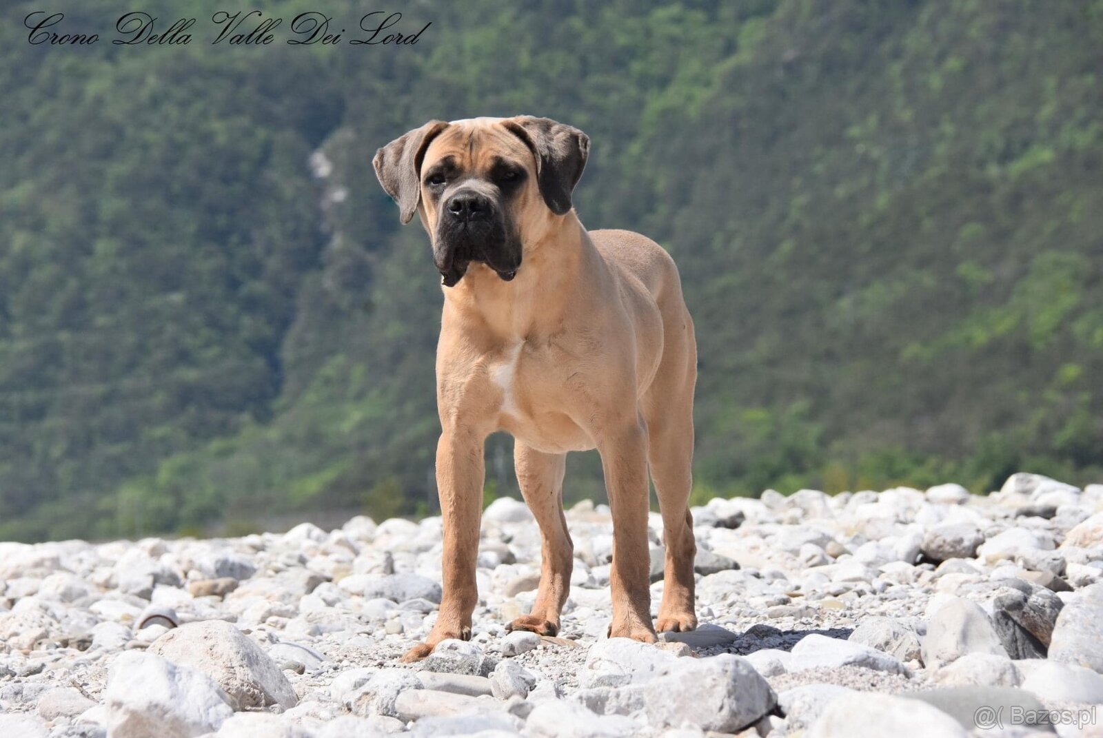 Szczenięta Cane Corso z FCI - 4