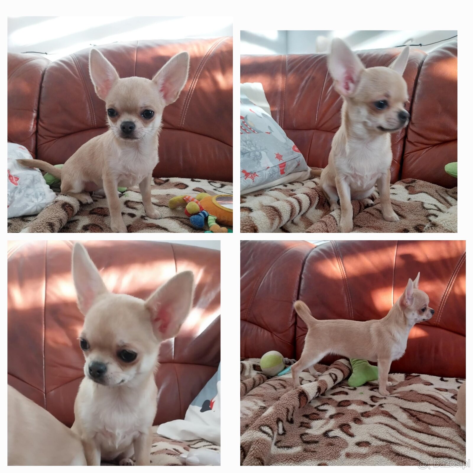 Chihuahua ZKWP / FCI - 4