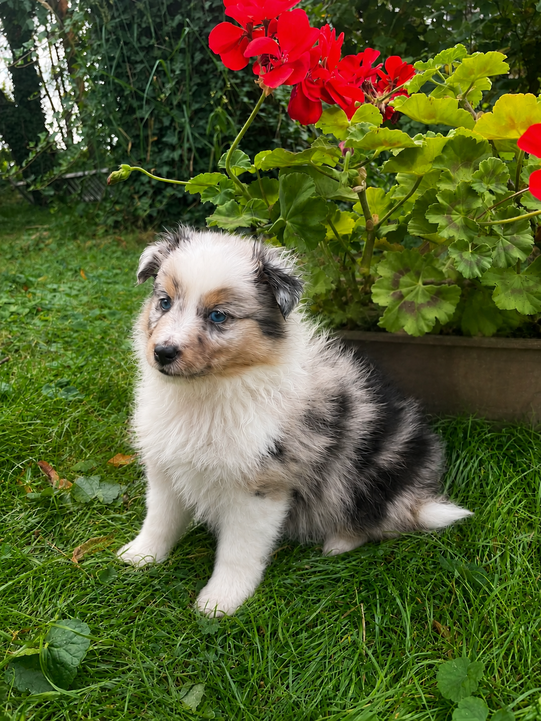 Sheltie, shetland sheepdog, owczarek szetlandzki, piesek - 4