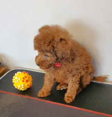 Pudel ,Pudelek Toy piesek red - 4