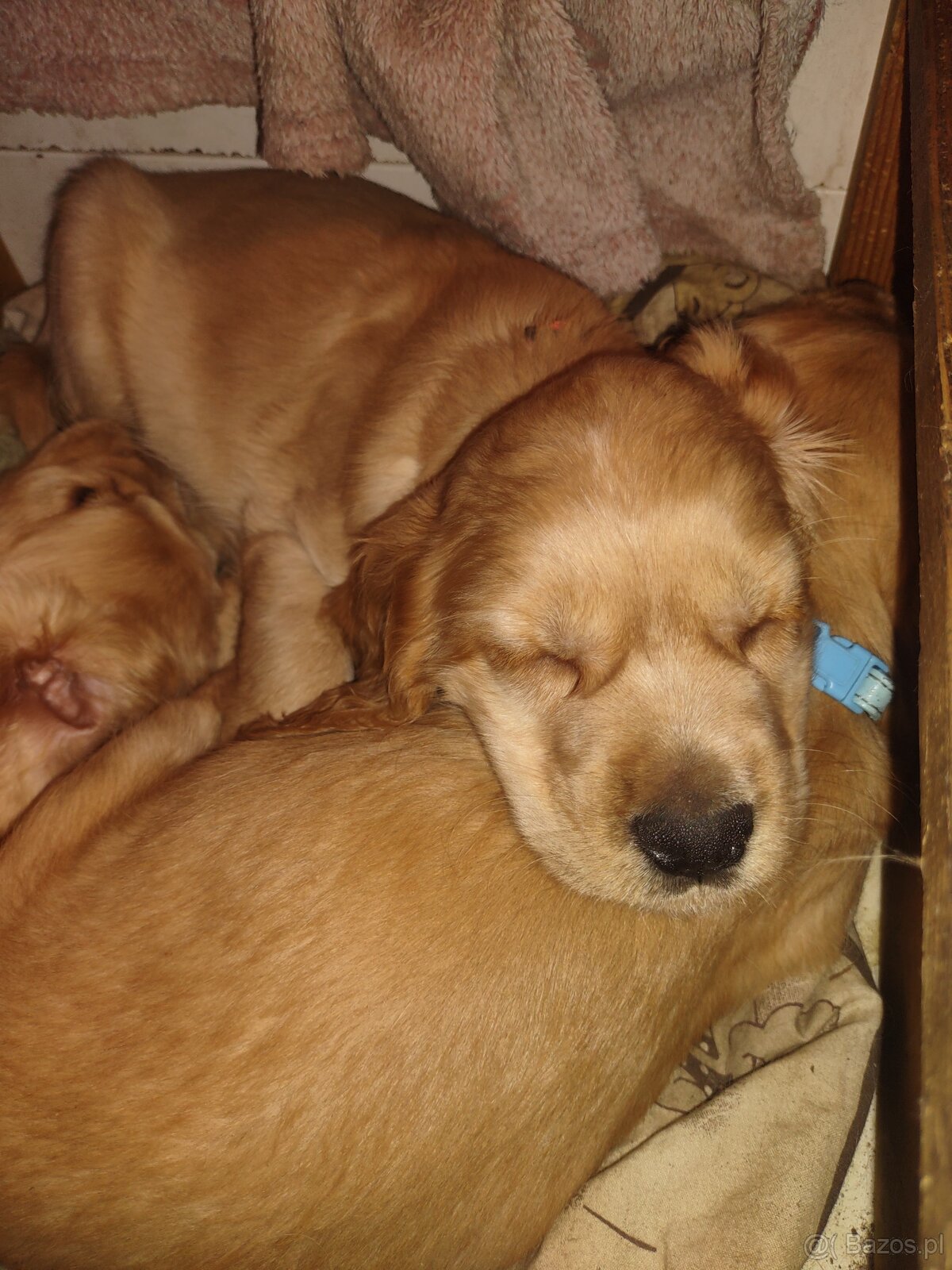 Sprzedam szczeniaki - 4