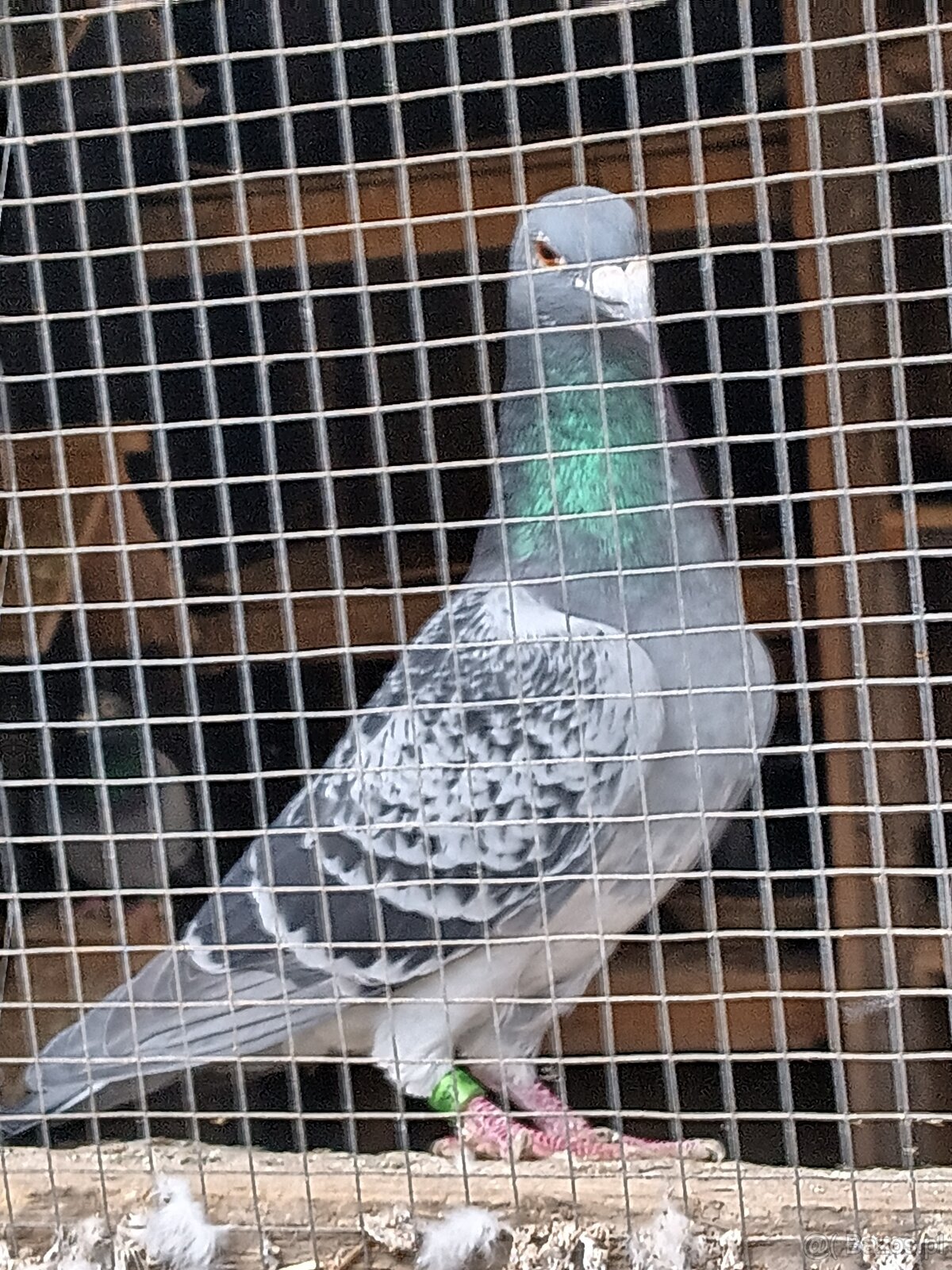 Golebie pocztowe - 4