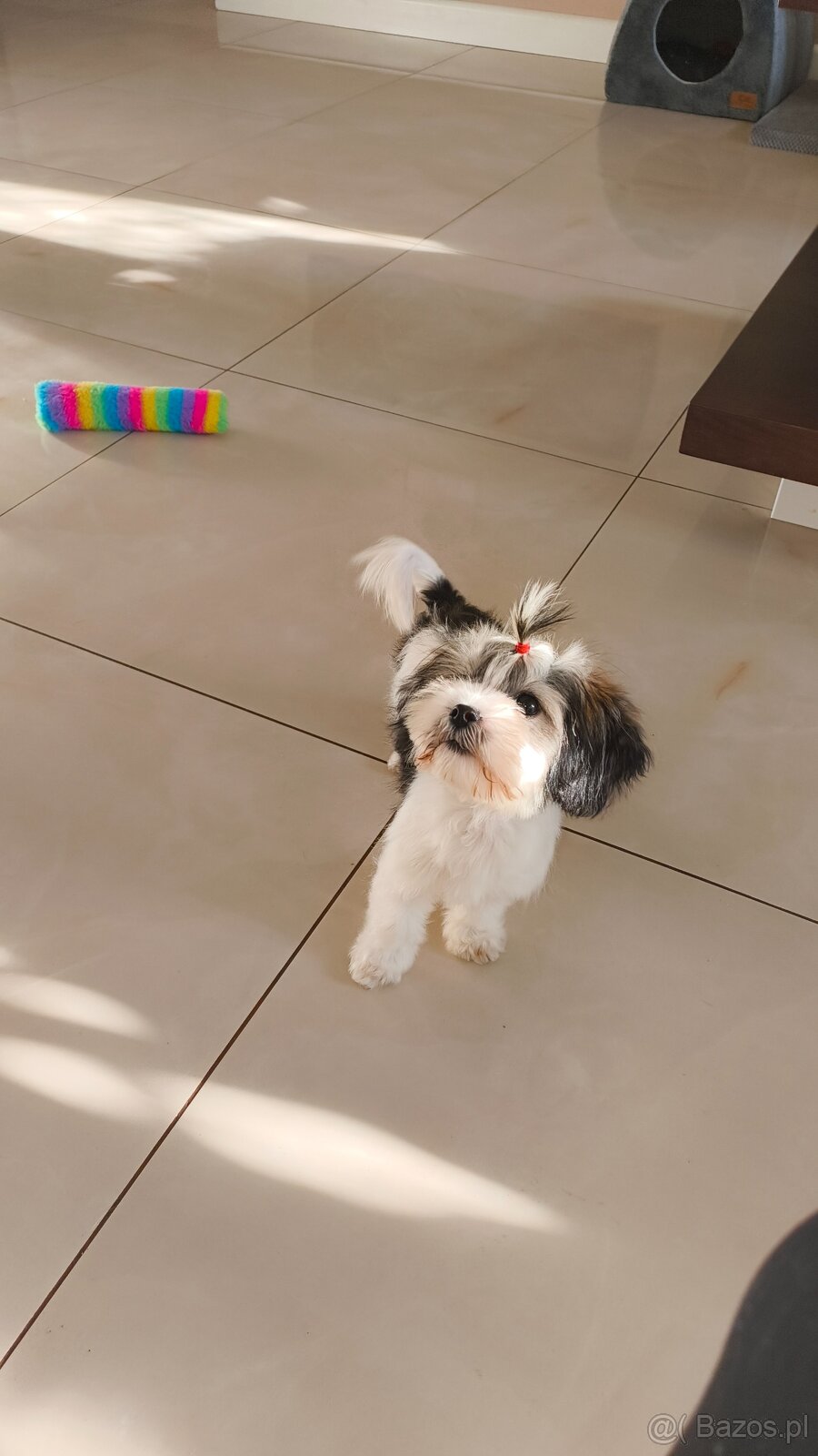 Malshi maleńkie szczęście - 4