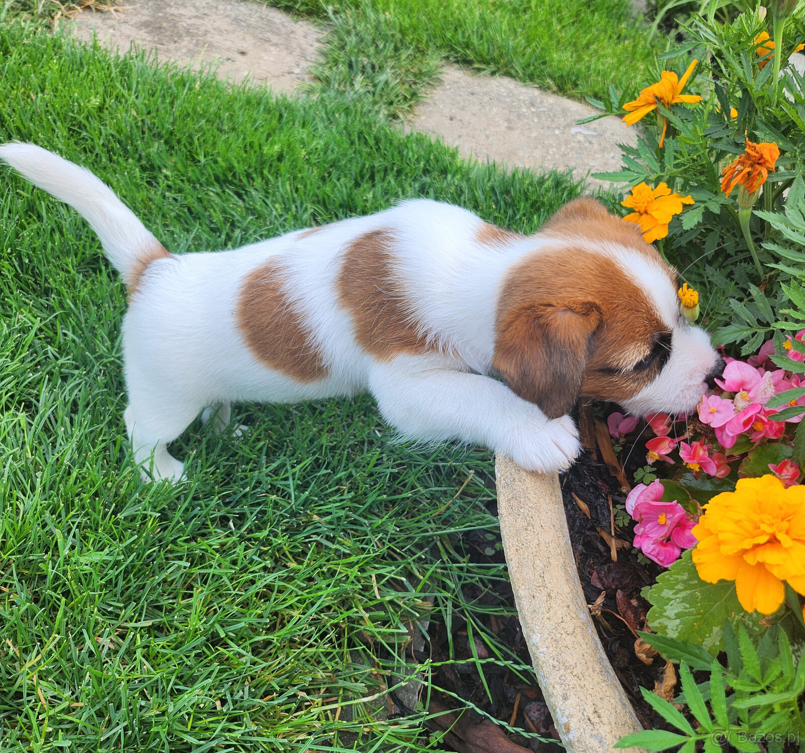 Jack Russell Terrier z rodowodem FCI - 4