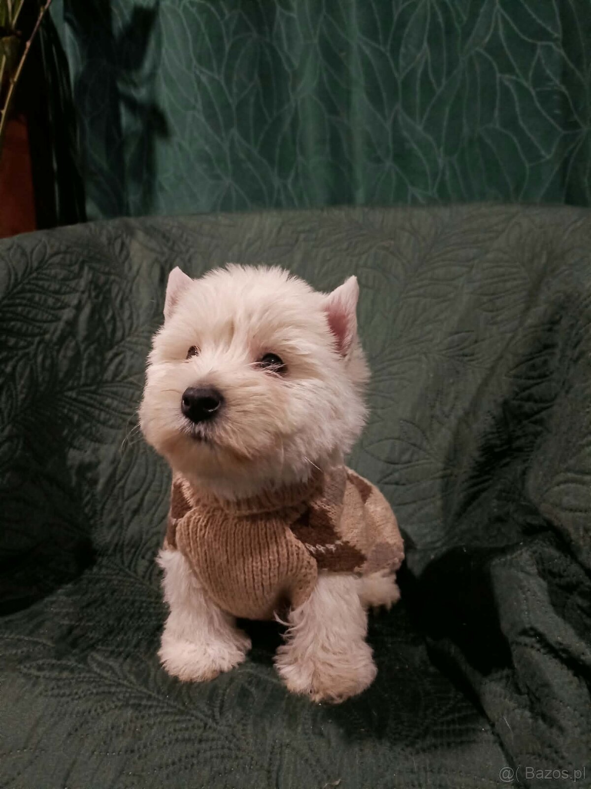 Wzorcowe Westy mega gesty włos white terrier ojciec FCI - 4