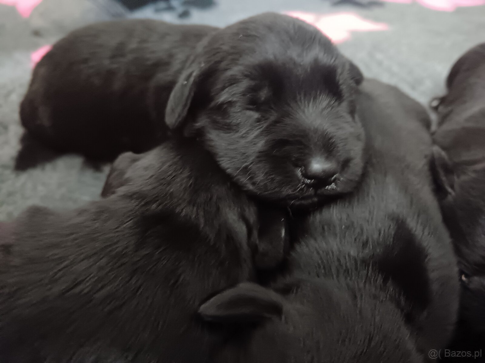 Sznaucer miniaturowy - 4