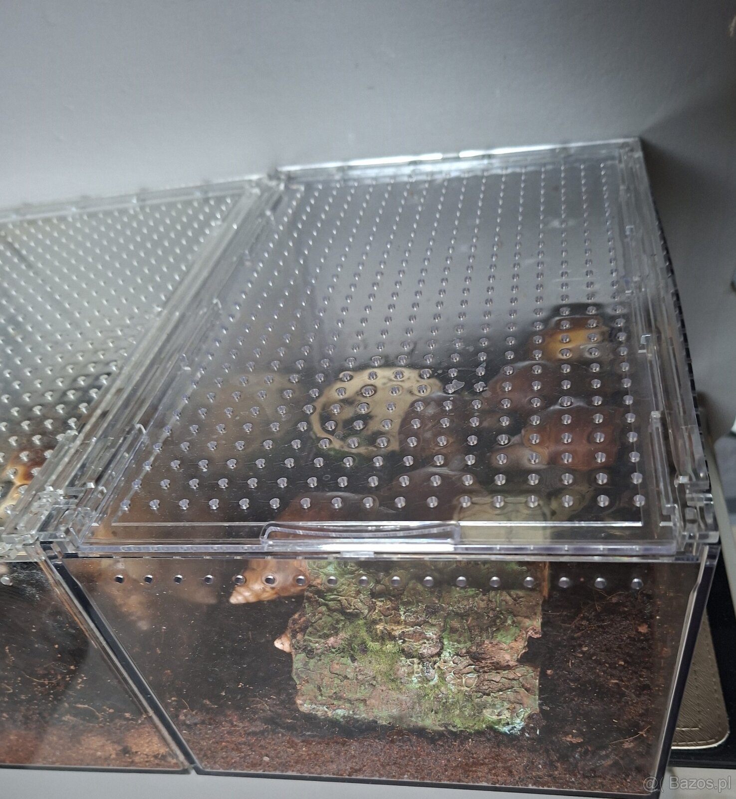 Sprzedam Ślimaki afrykańskie Lissachatina+terrarium - 4