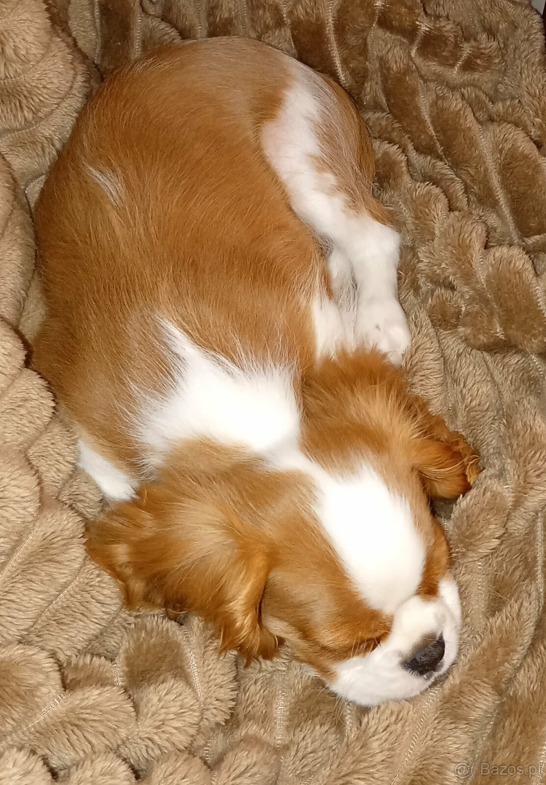 Cavalier King Charles Spaniel FCI (ZKwP) piesek - 4