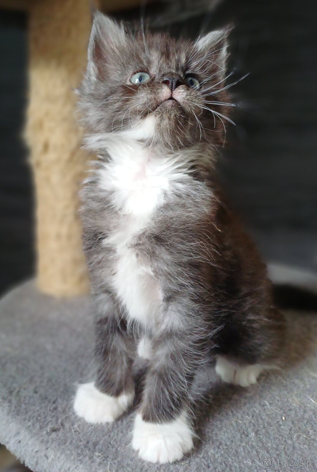 Maine Coon kotka rodowód fpl - 4