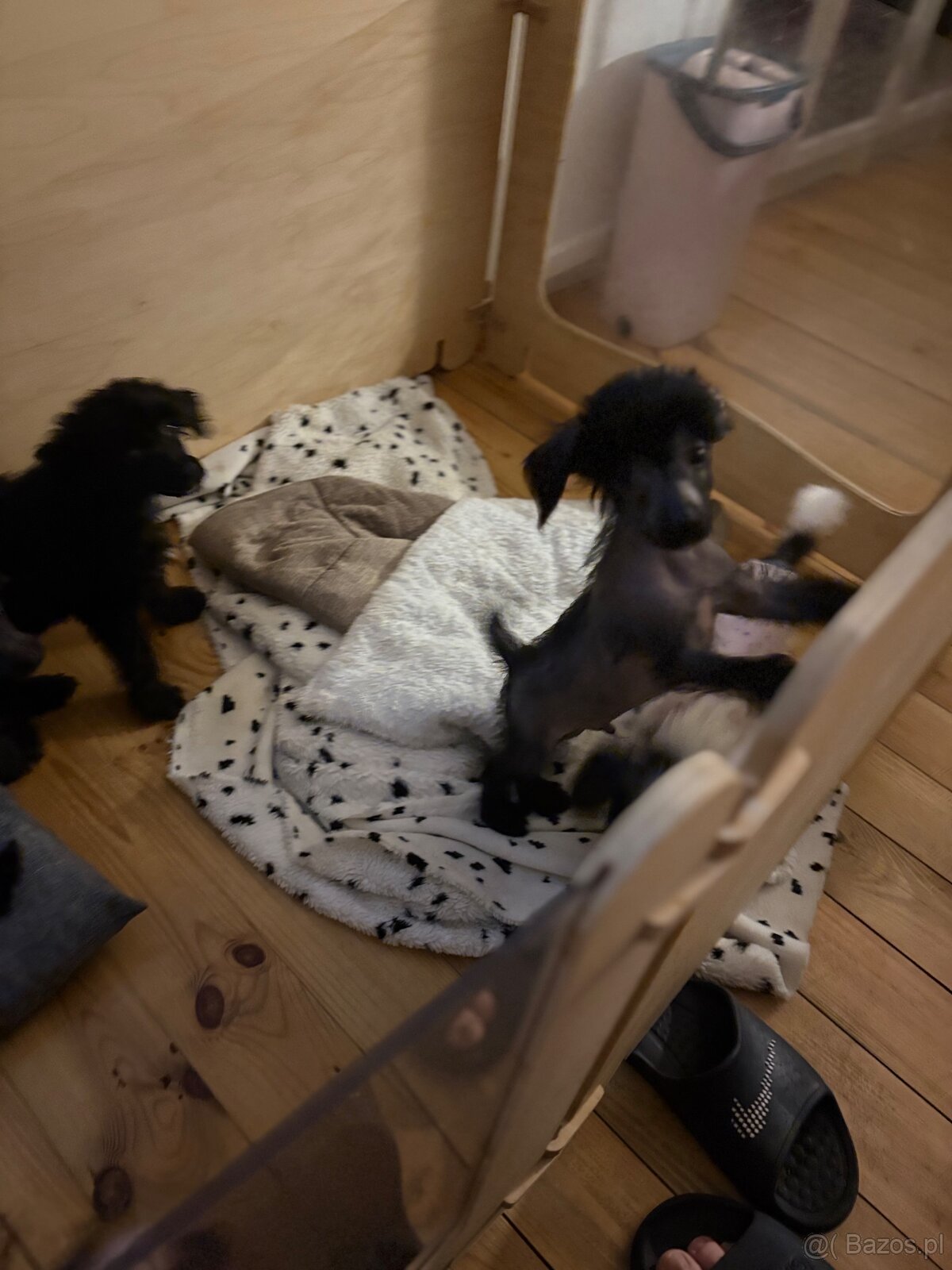 Grzywacz chinski - 4