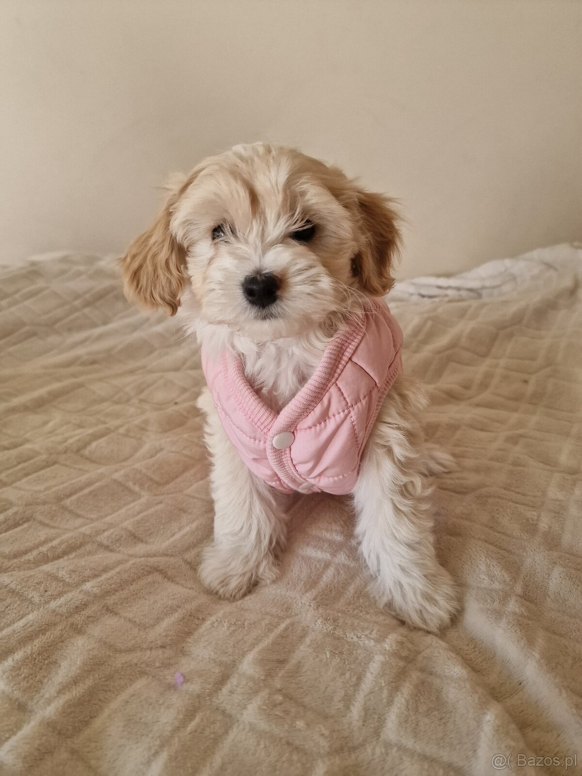 Maltipoo F1 - 4