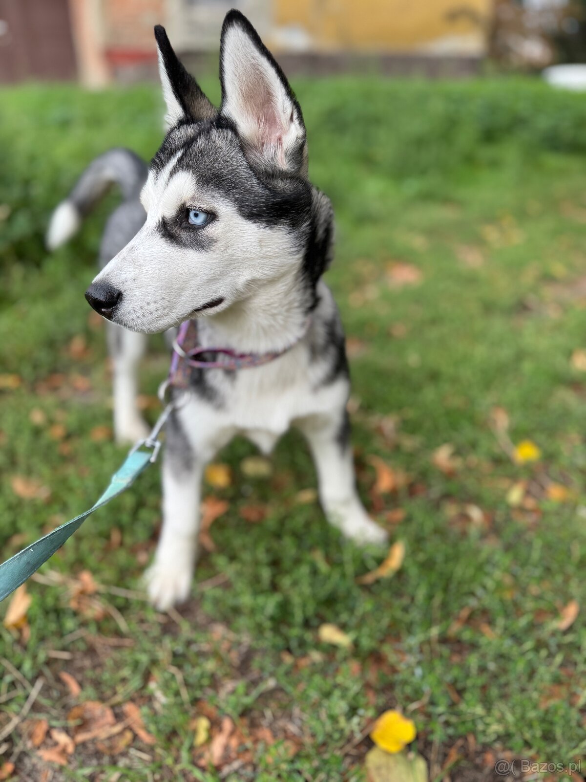 Śliczny Syberian husky szczenię z rodowodem - 4