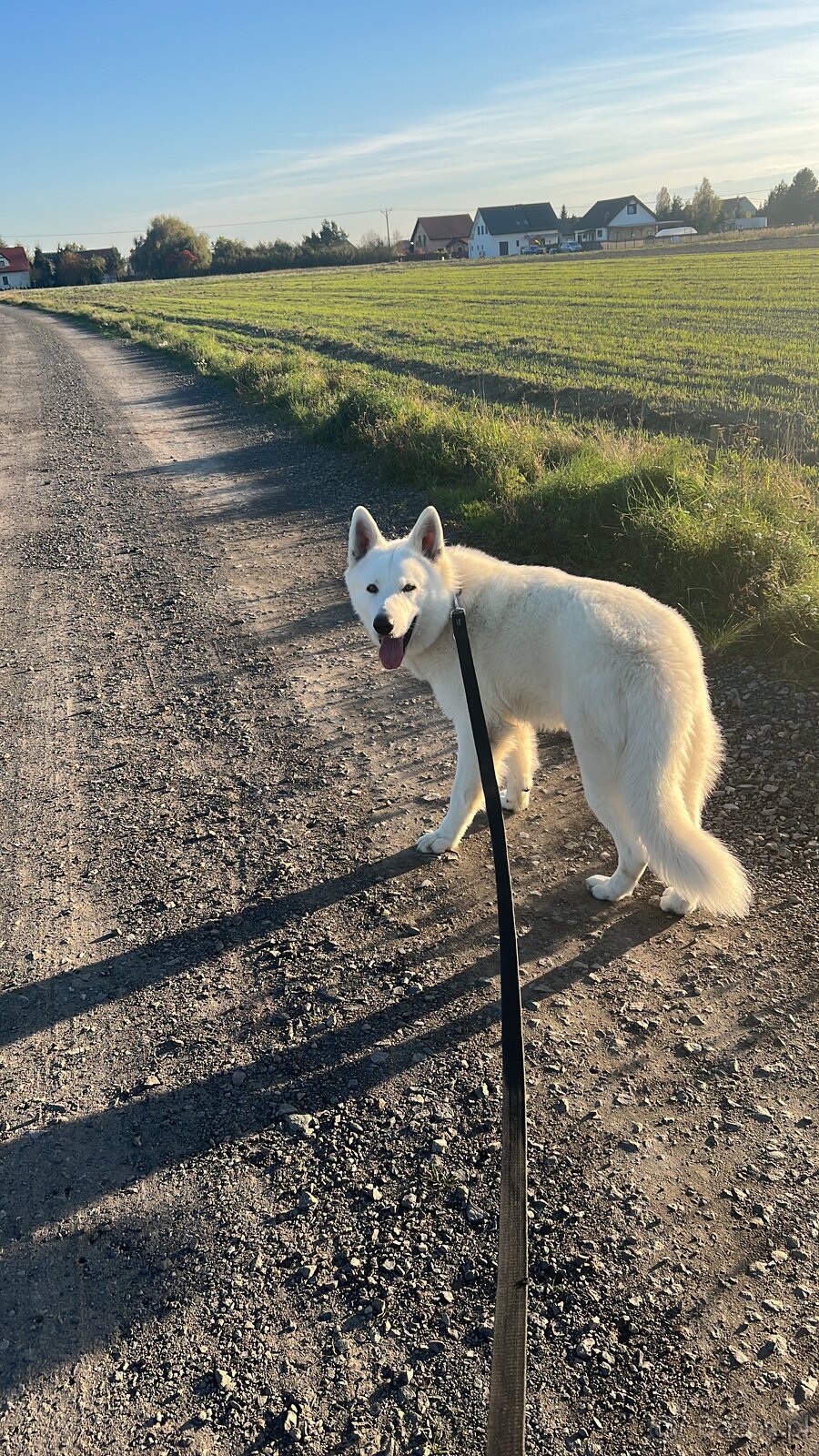 Biały Owczarek Szwajcarski - 4