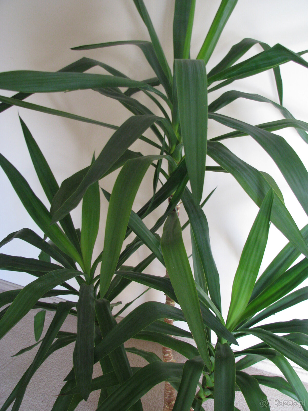 Juka – piękny, zdrowy, duży kwiat doniczkowy, 3-pienny, 1,6 - 4