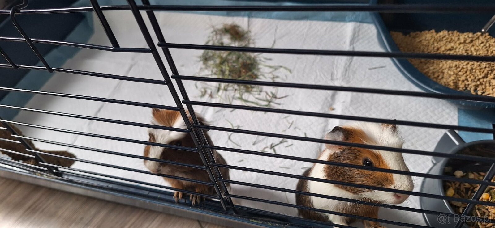 Dwa samce świnki morskiej wraz z wyposażeniem - 4