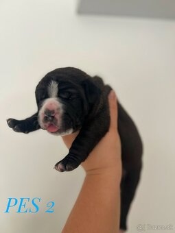 Buldog Staroangielski - Old English Bulldog - 4