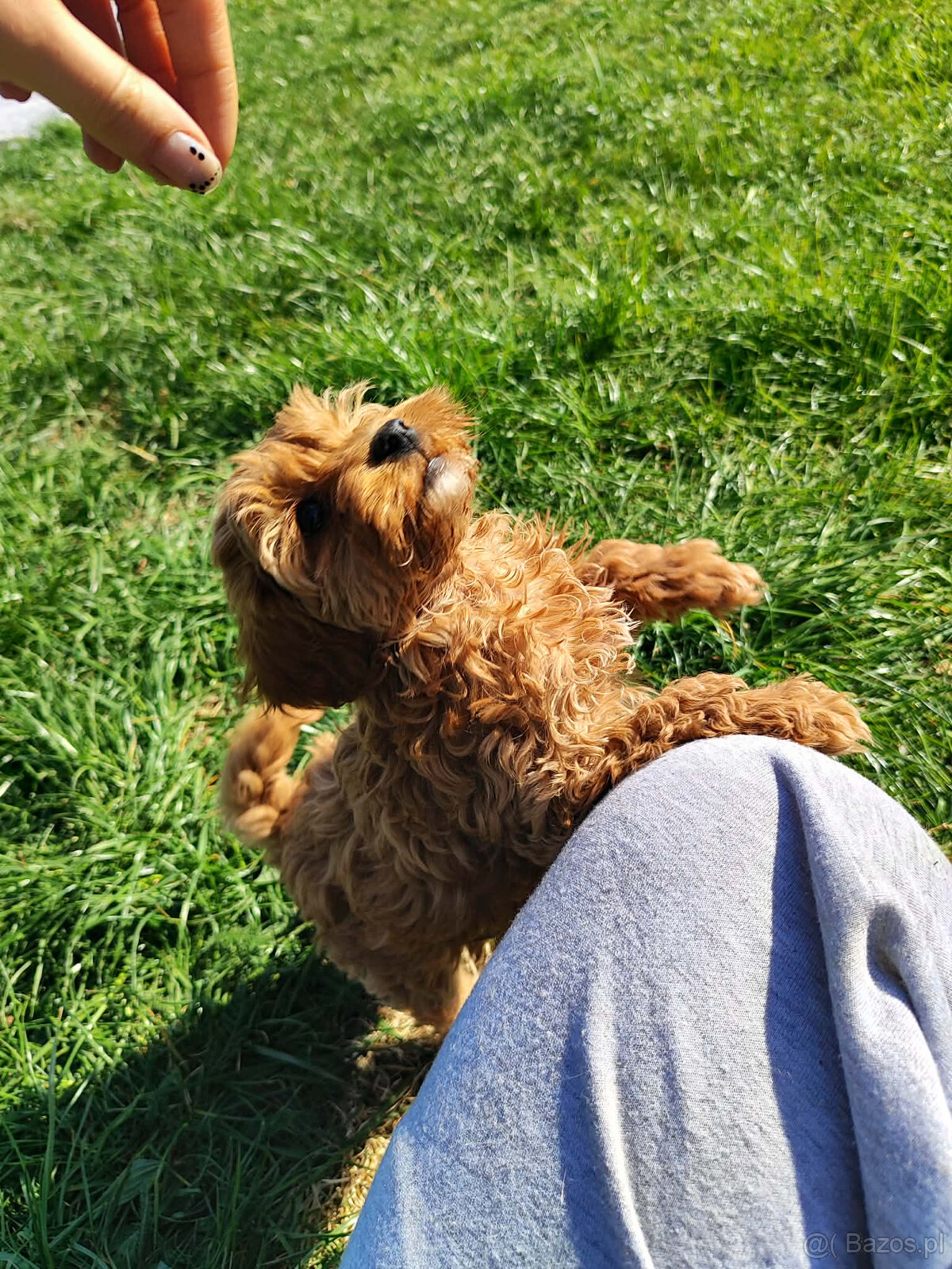 Sprzedam szczeniaki rasy pudel toy - 4