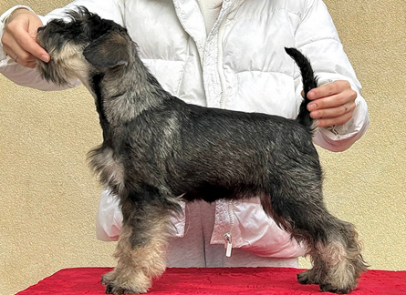 Suczka sznaucer miniaturowy - 4