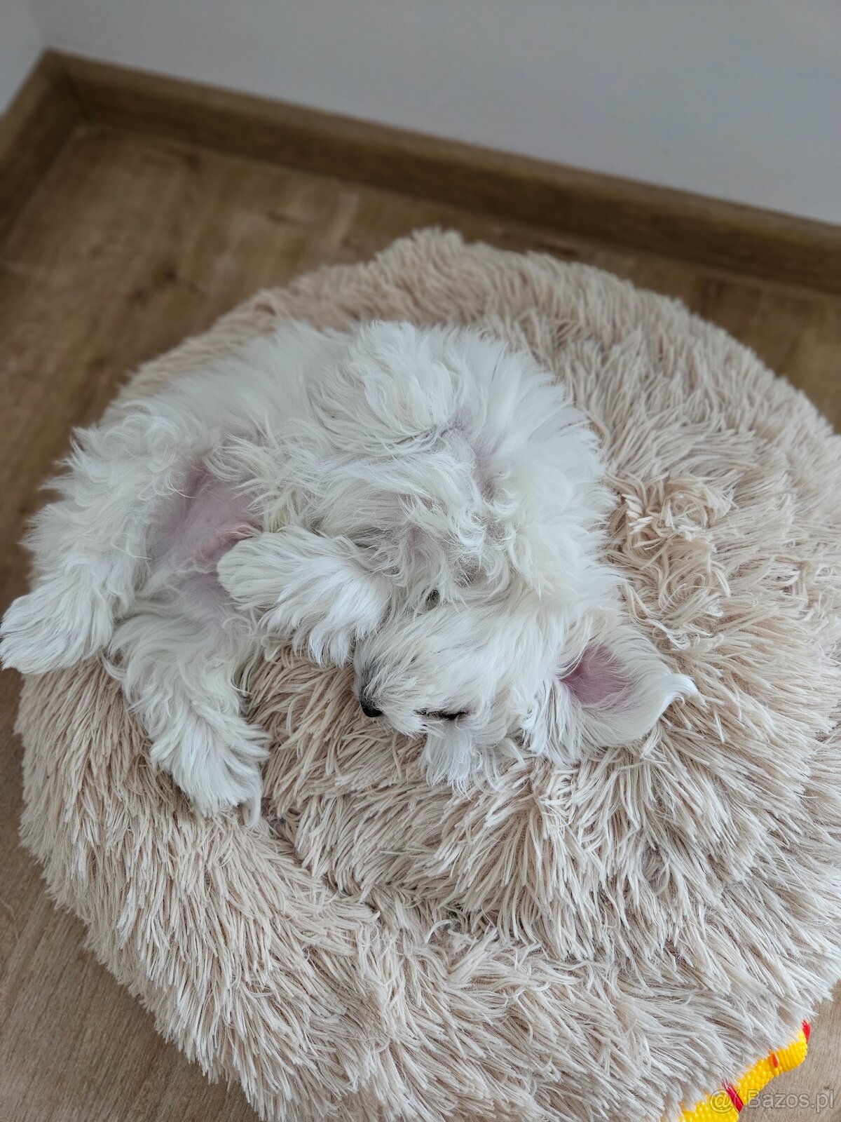 Sprzedam maltańczyka - 4