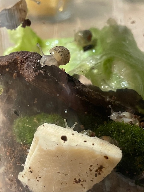 Sprzedam Ślimaki afrykańskie Lissachatina (Achatina)fulicia - 4