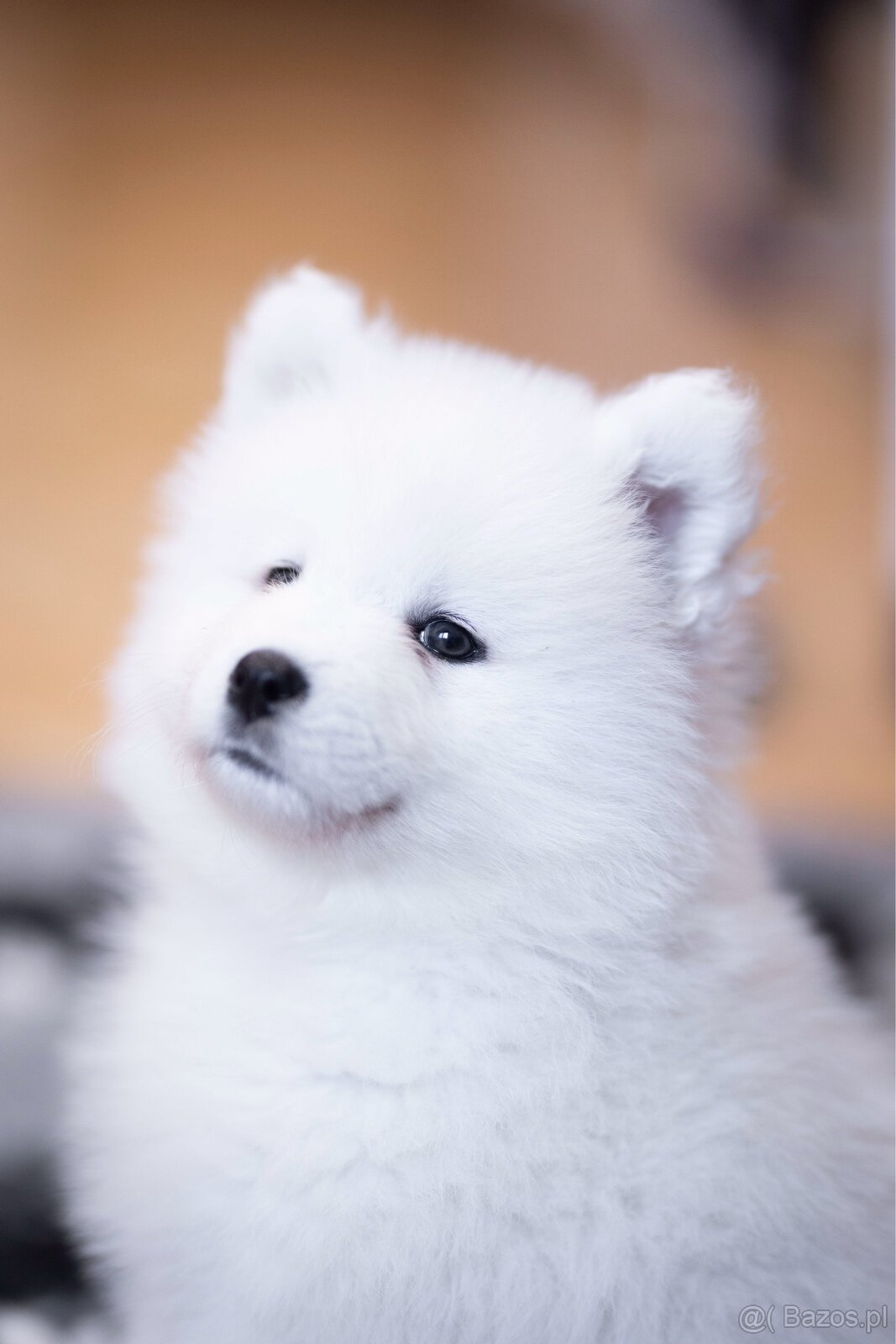 Samojed z FCI/PP – urodzone szczenięta z wyjątkowego skojarz - 4