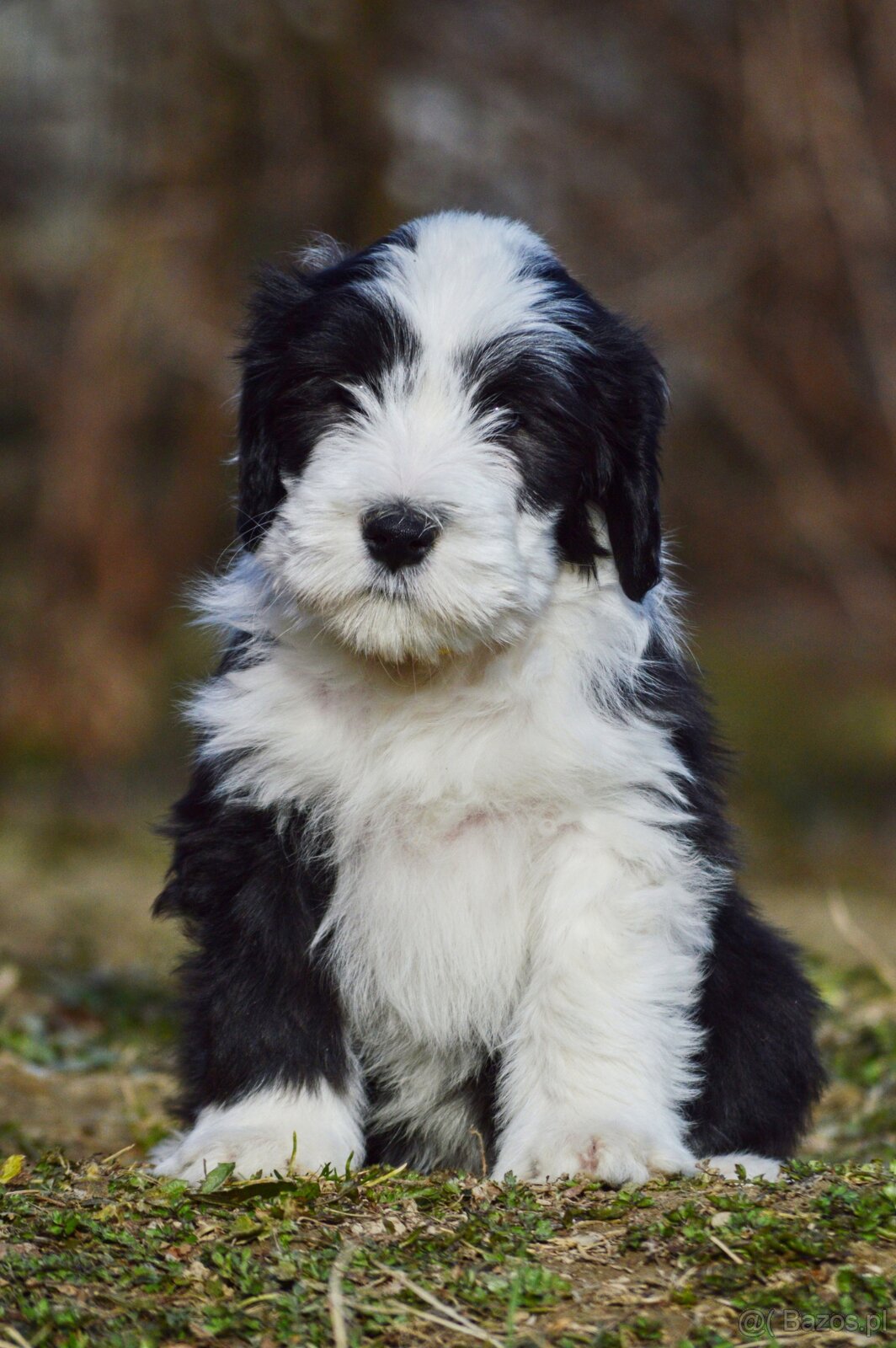 Bearded Collie - 4