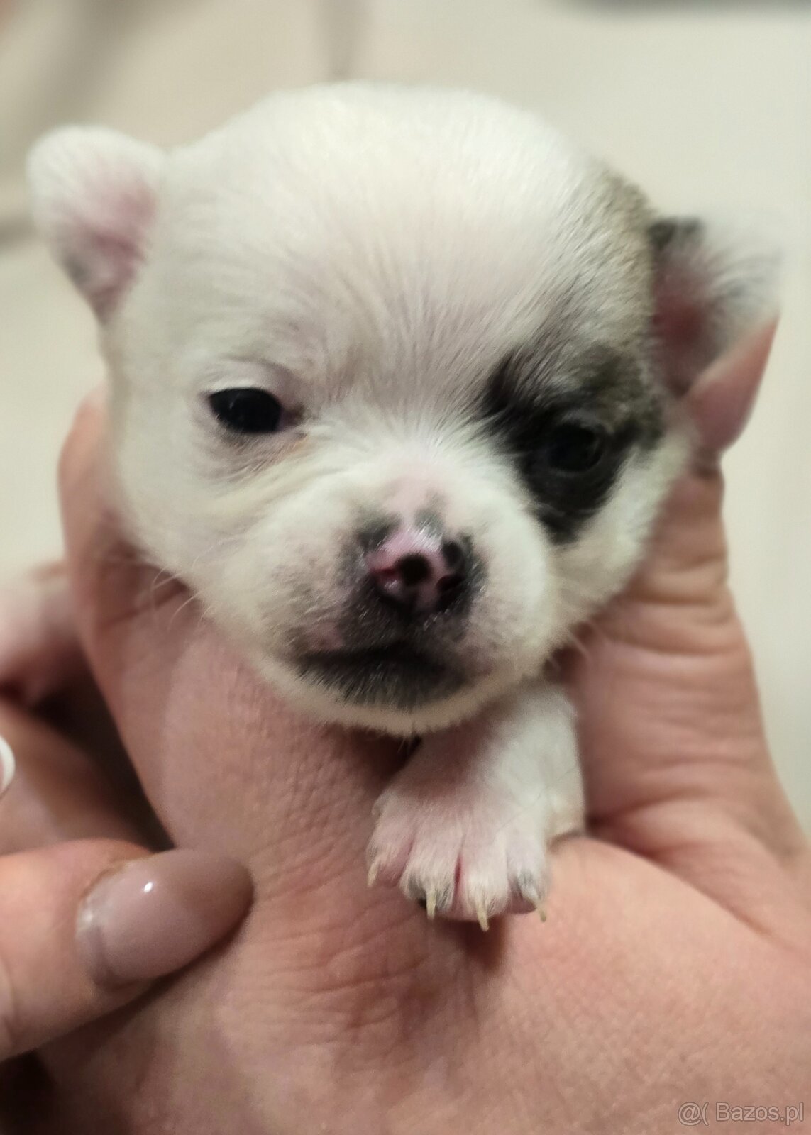 Chihuahua-wyjątkowe pieski, rodowód. - 4