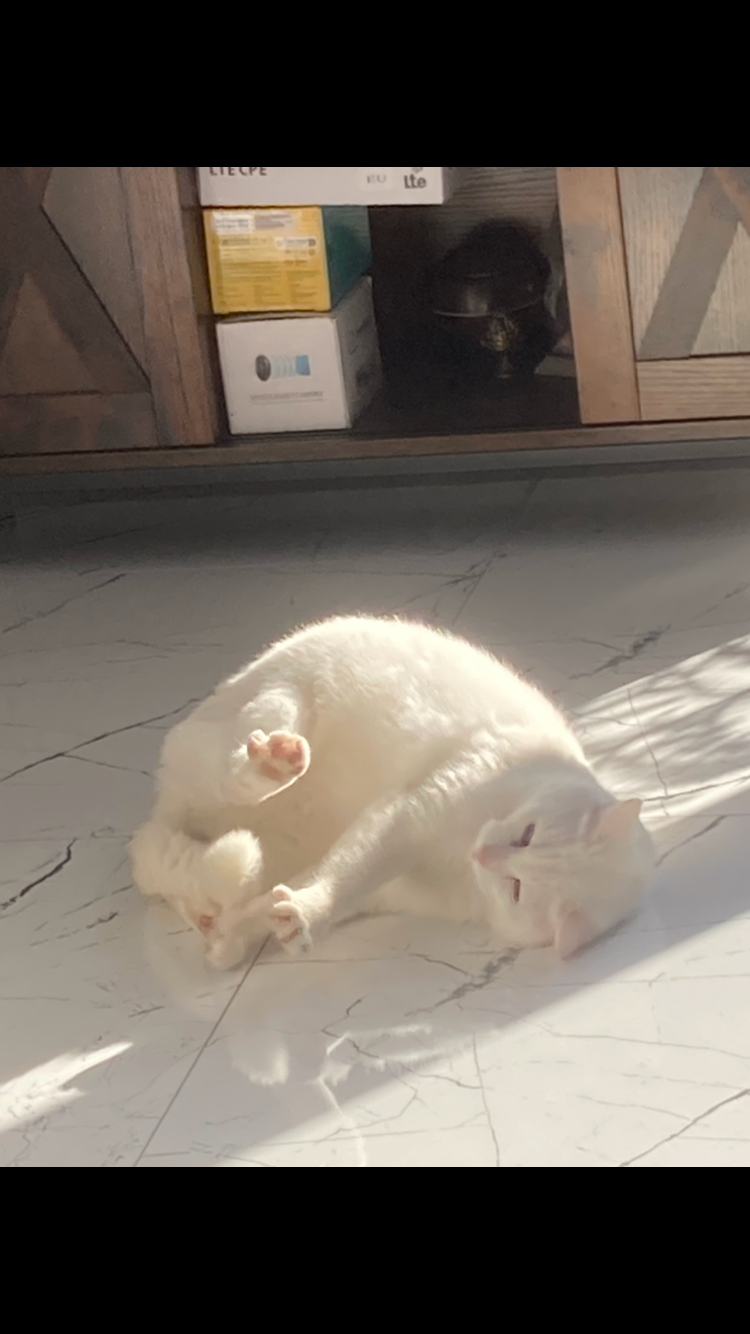 Biała kotka Khao Manee - 4