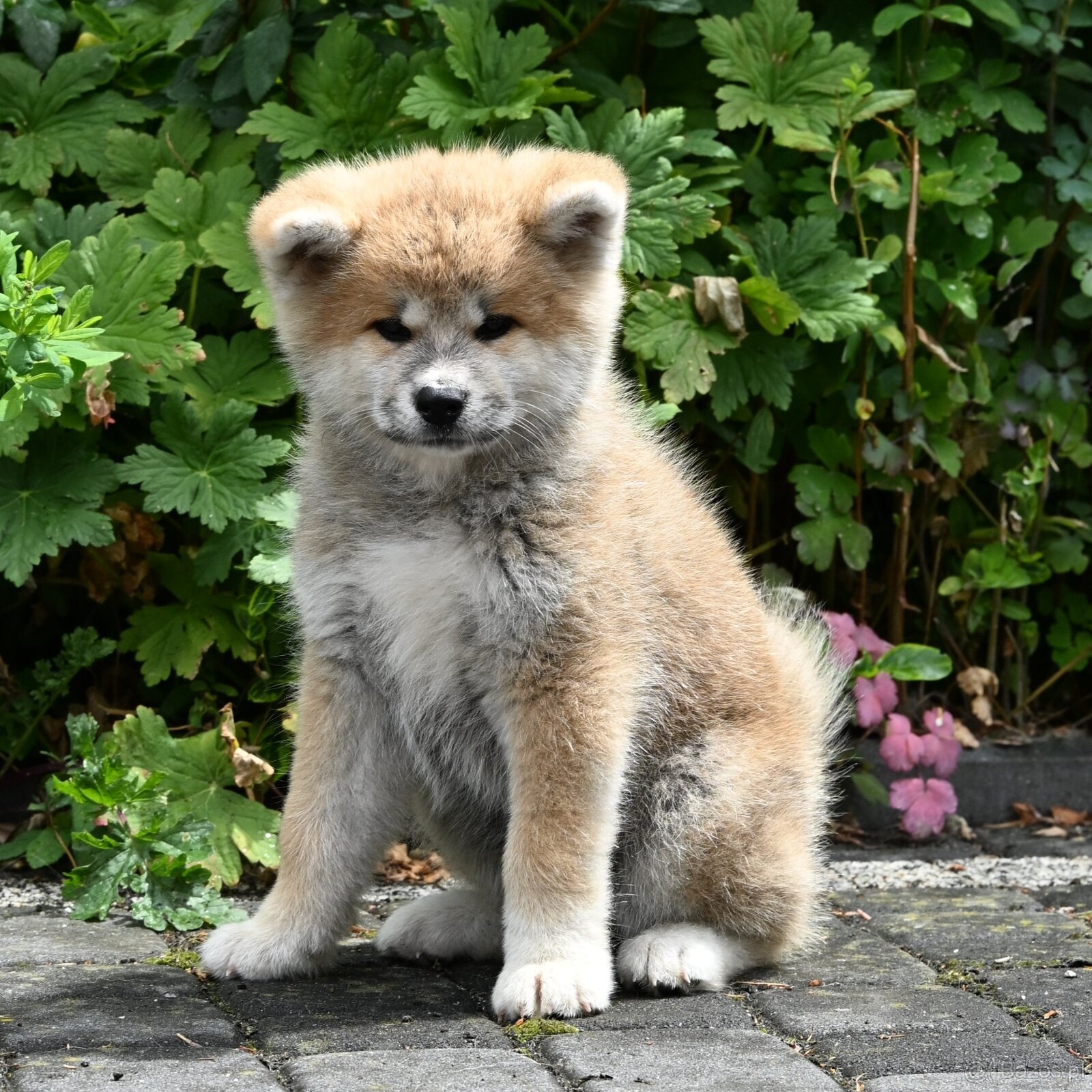 Akita Inu Akita japońska ZKWP FCI po Championie - 4