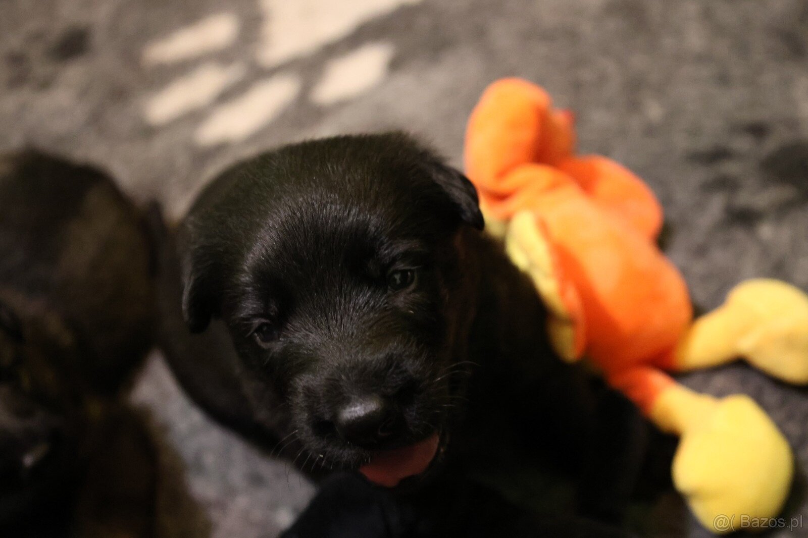 Szczenięta owczarka niemieckiego z rodowodem - 4