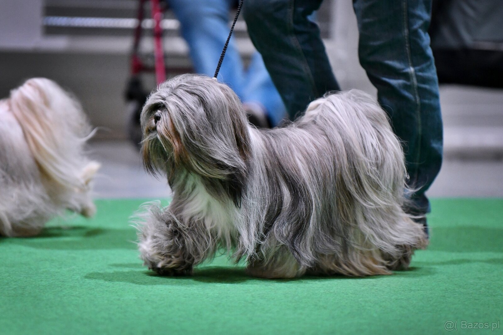 LHASA APSO szczenieta s PP - 4