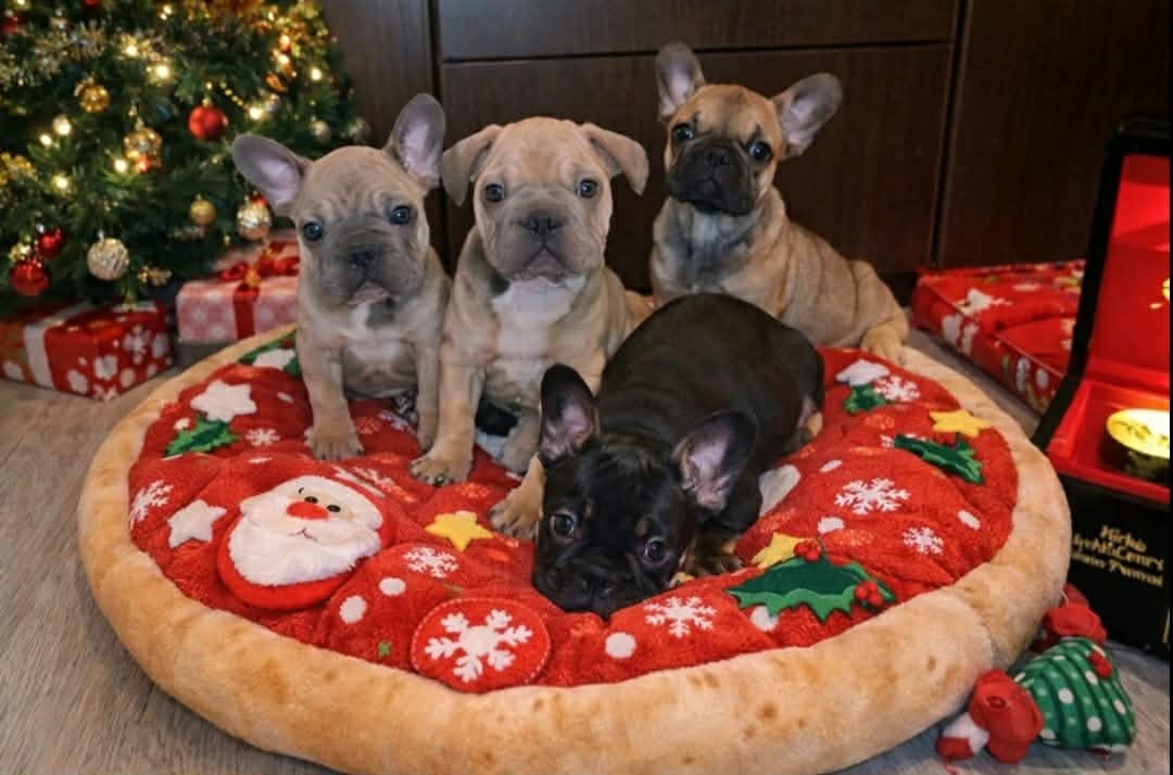 Buldog francuski – piękne szczenięta - 4