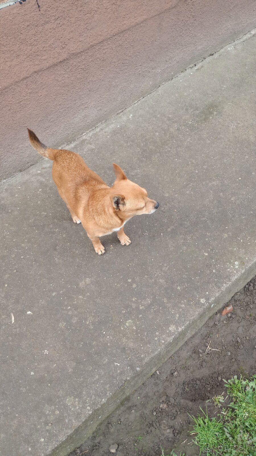 Mały pies do wydania - 4