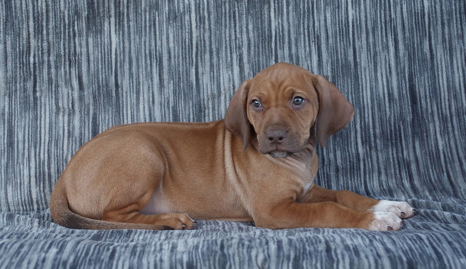 Rhodéský Ridgeback s PP FCI szczeniak pies/suka - 4