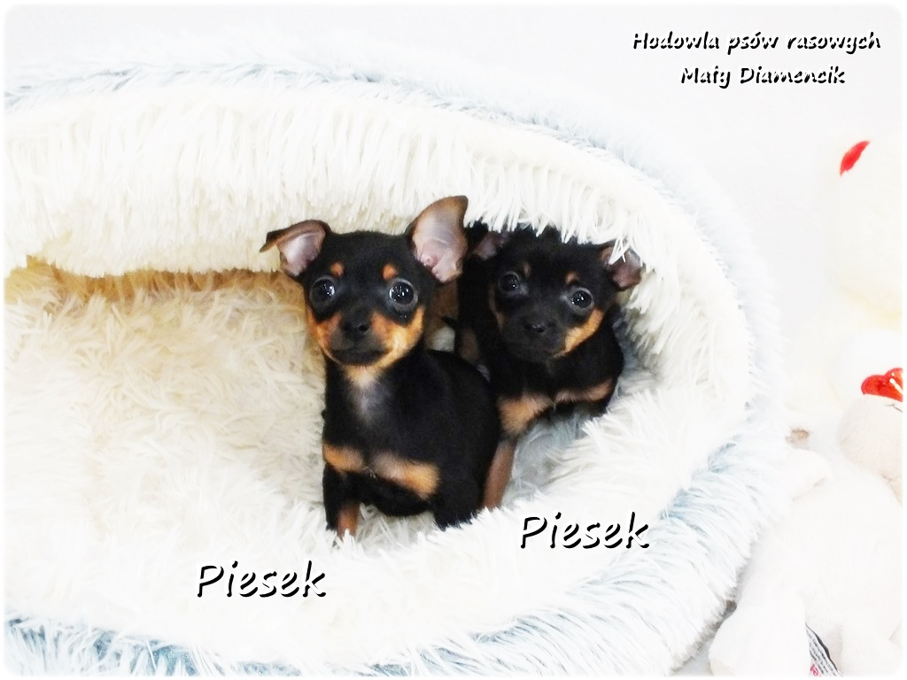 Mini Piesek Pinczer miniaturowy, tzw. Ratlerek Sarenka do RE - 4