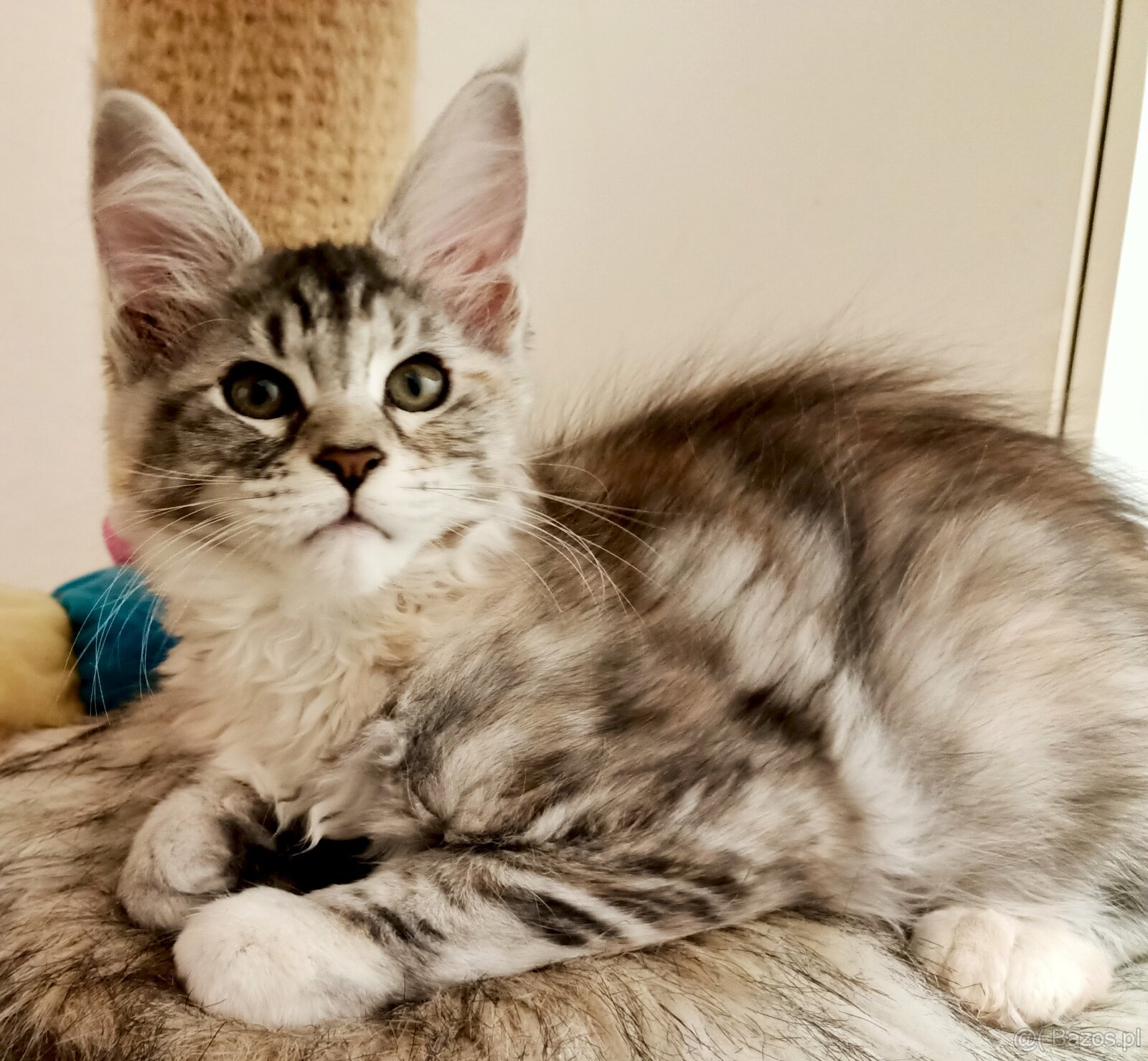 Kochane kociaczki Maine coon - 4