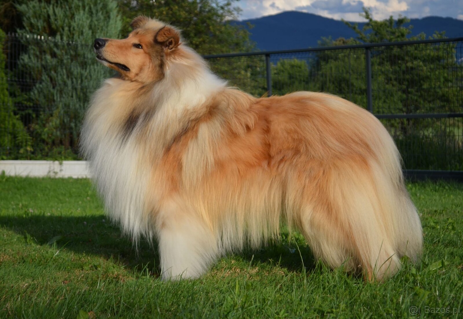 OWCZAREK SZKOCKI DŁUGOWŁOSY SUCZKA - 4